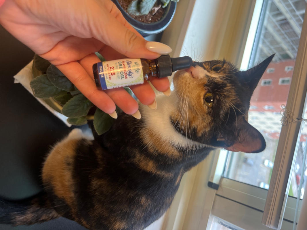 CBD Oil: The Miracle Cure for Cats