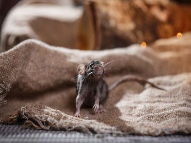 Pest Control Excellence: Banishing Rats from Your Home