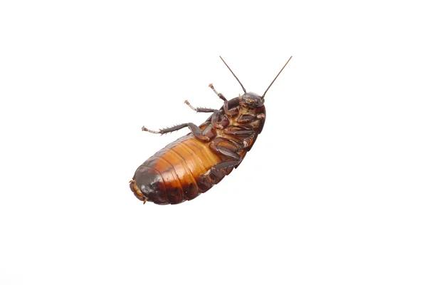 Affordable Cockroach Pest Control Sydney