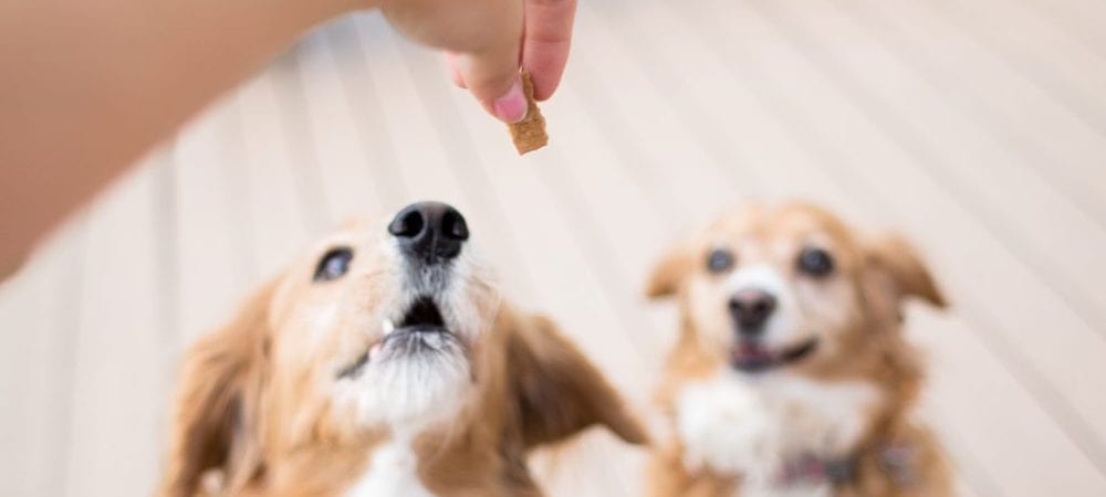 Wag-Worthy Wonders How to Create Custom Dog Treats Tailored to Your Pup's Preferences