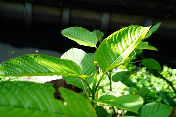 Discover the Best White Vein Malay Kratom Strains: Premium Quality for Your Needs