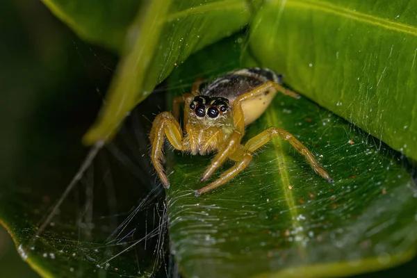 Spider Control in Sydney Made Simple: Your Step-by-Step Guide